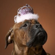 Illustration for article titled Advice Needed: Throwing a Dog Birthday Party